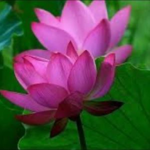 Meet your Posher, Audrey